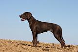 BRAQUE ALLEMAND 203